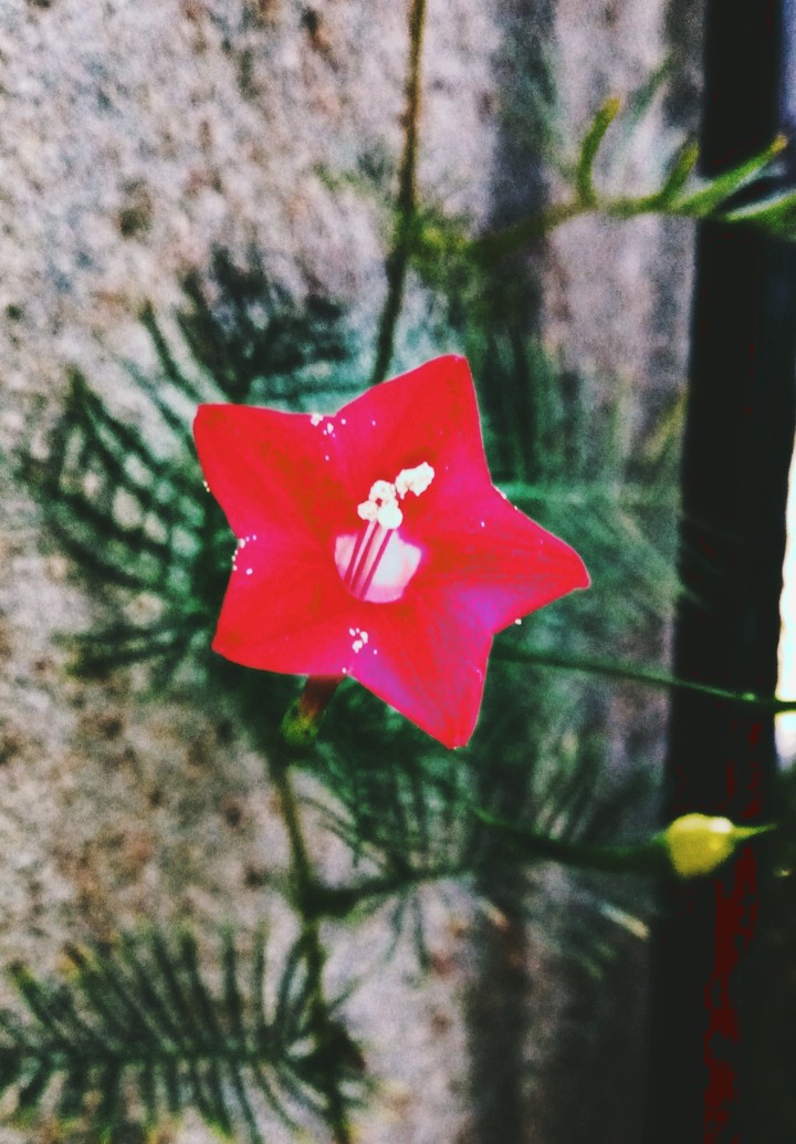 natural flowers