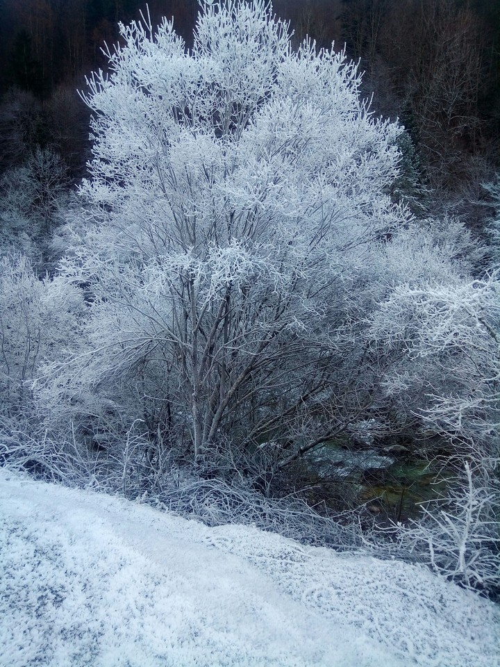 Albero bianco
