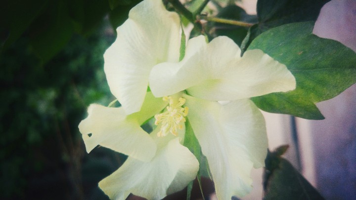 Flower of work hard and fatigue and love