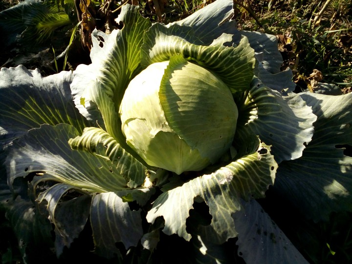 cabbage
