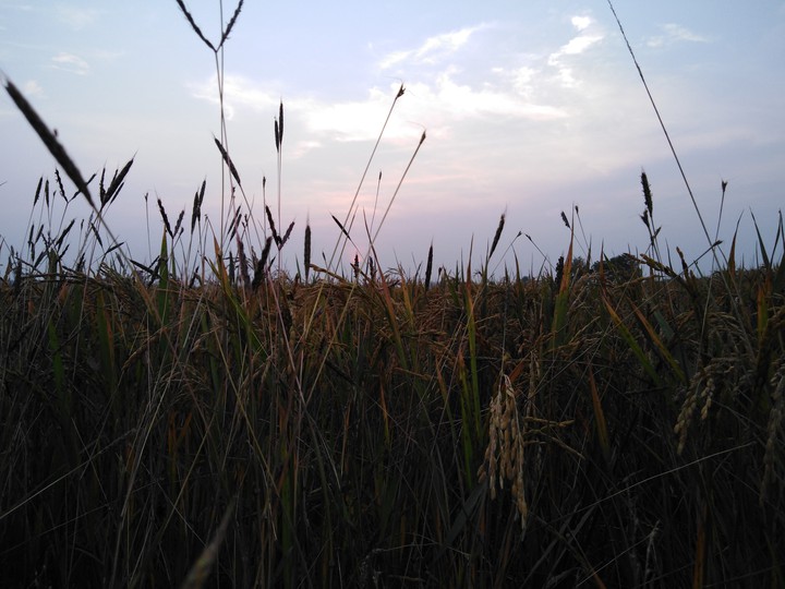 plants