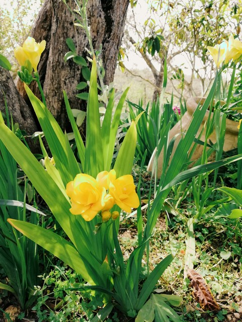 flowers