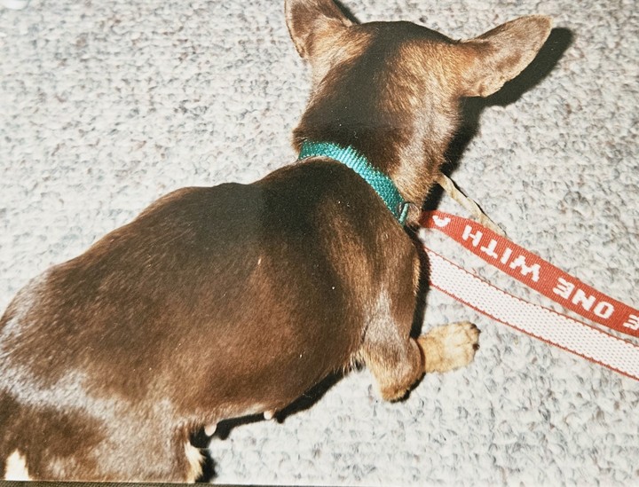 Dog, Dog_collar, Carnivores