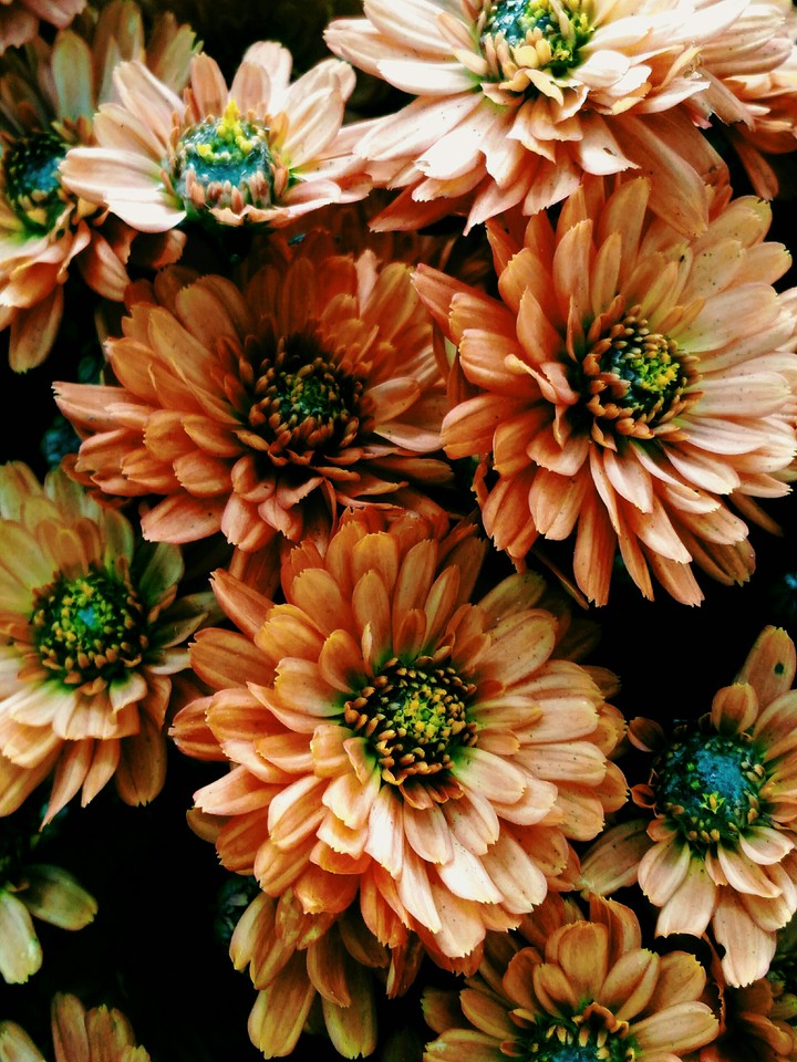 Chrysanthemum