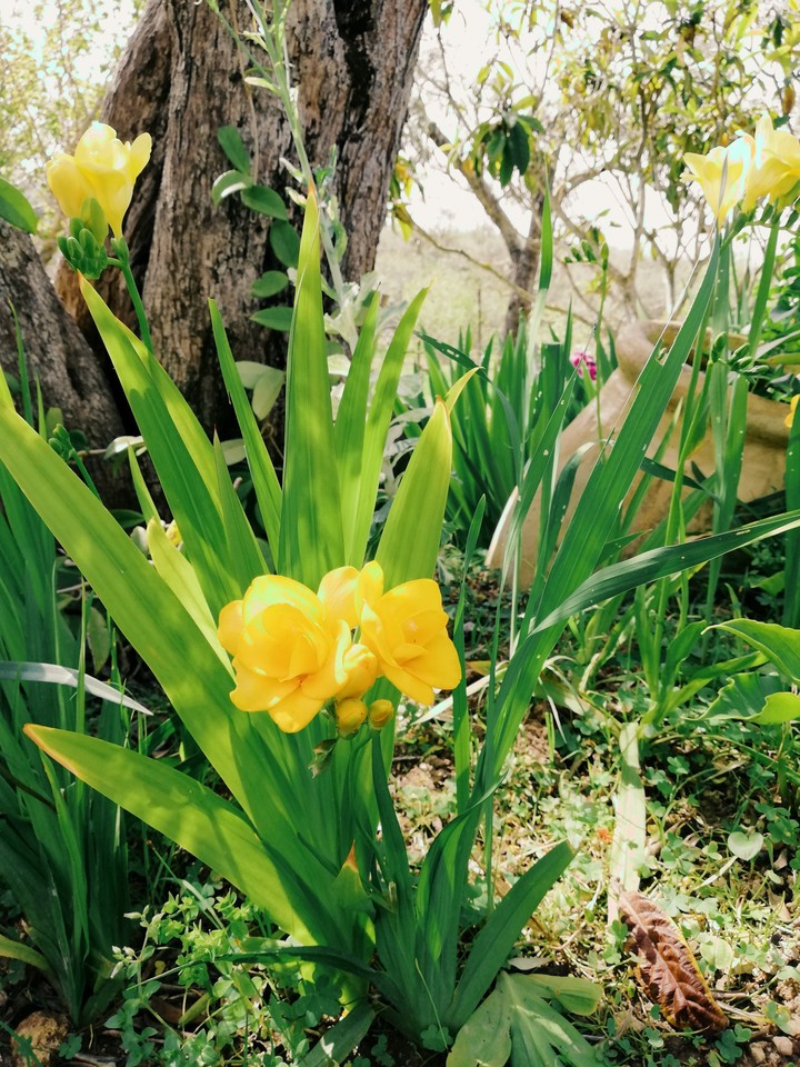 flowers