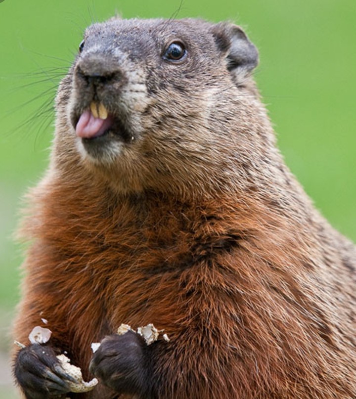 Capibara