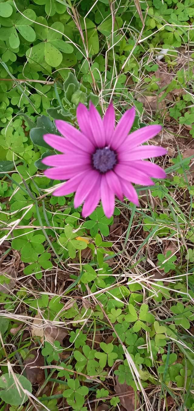 spring
