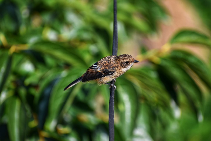 #Robin#bird