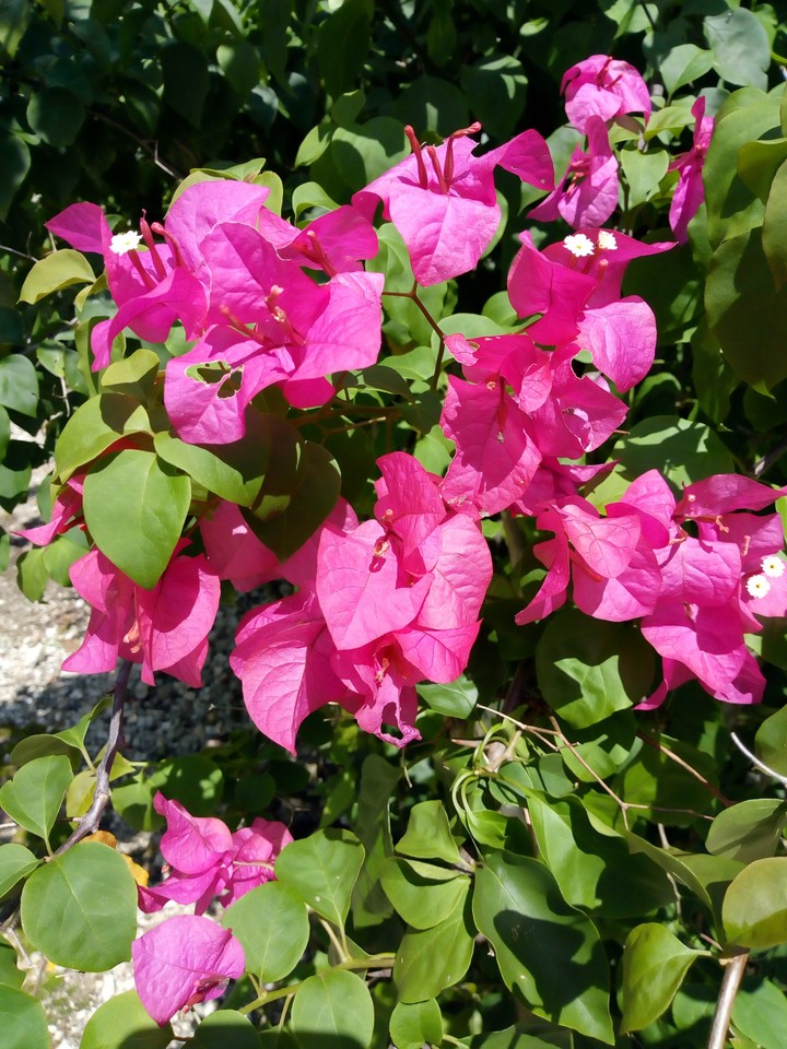 flor/alamo