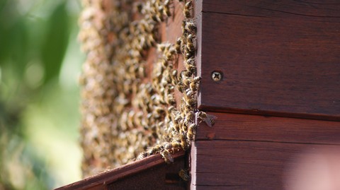Bienen, Bees