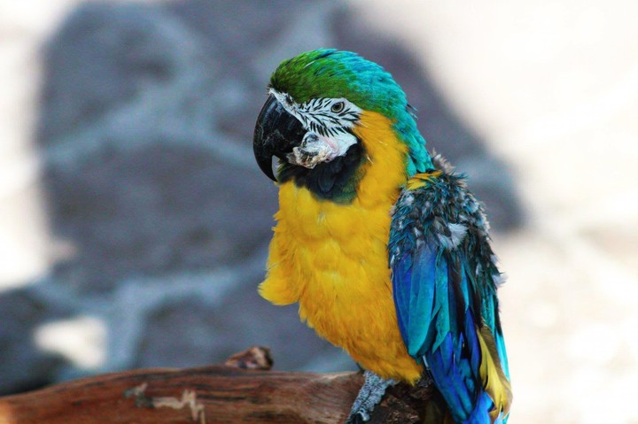 Guacamaya