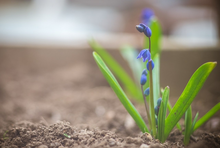 spring flower