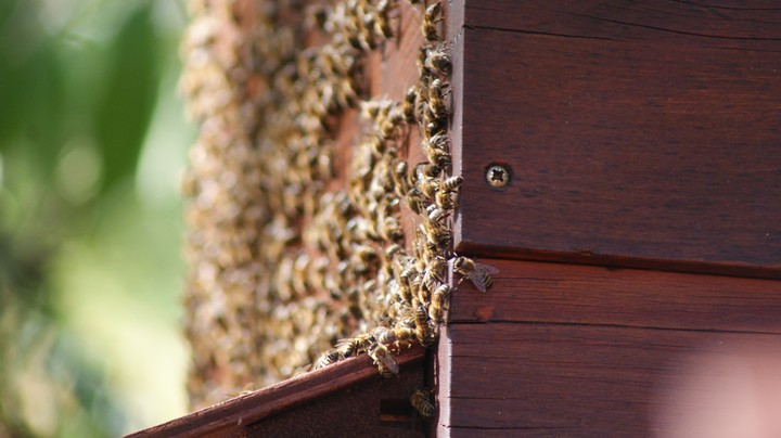 Bienen, Bees