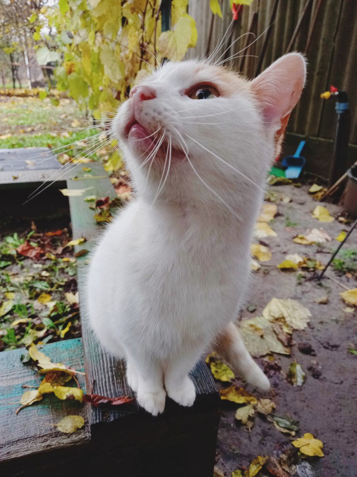 cat