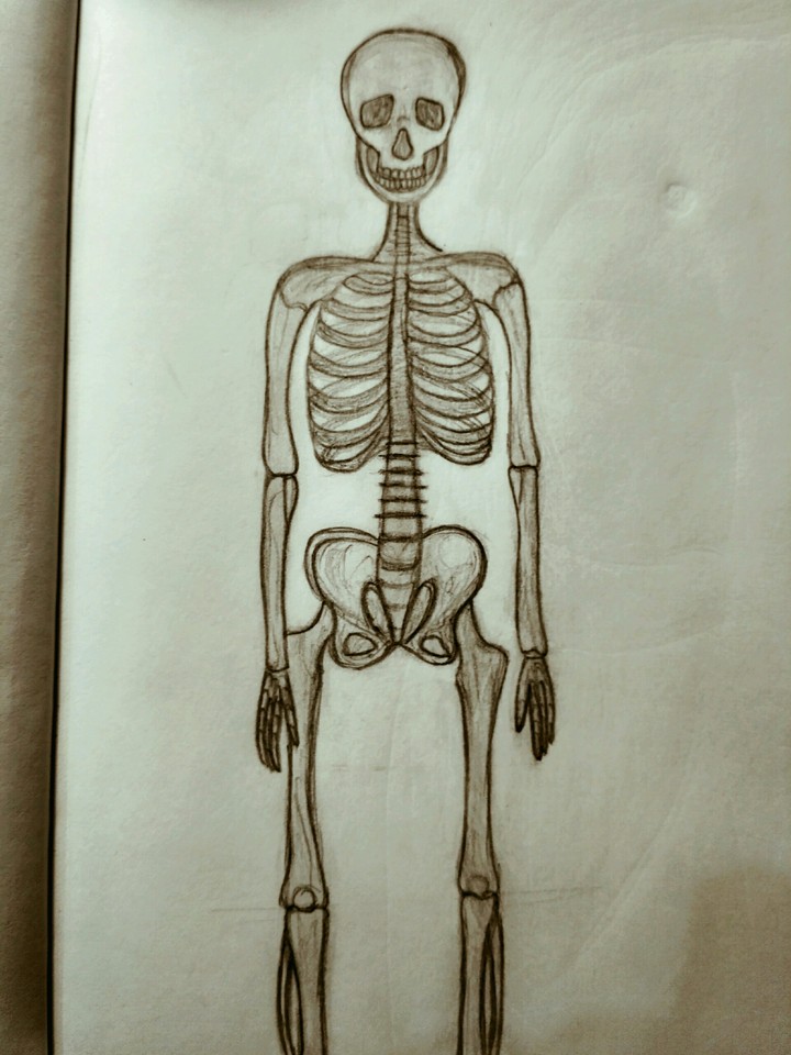 Skeleton