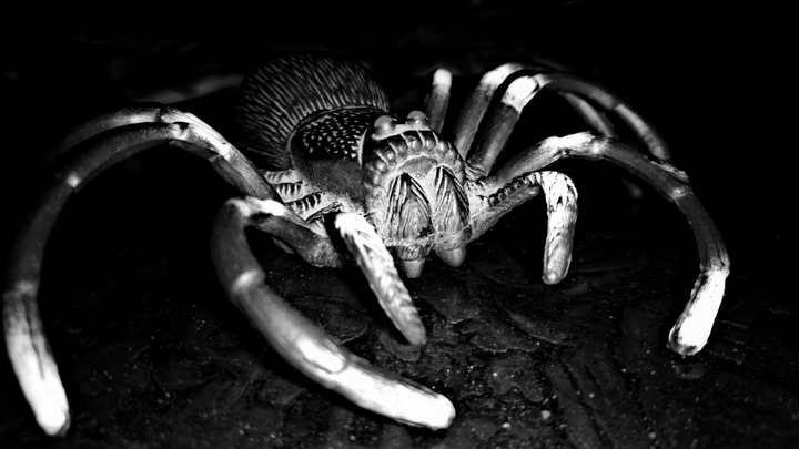 spider