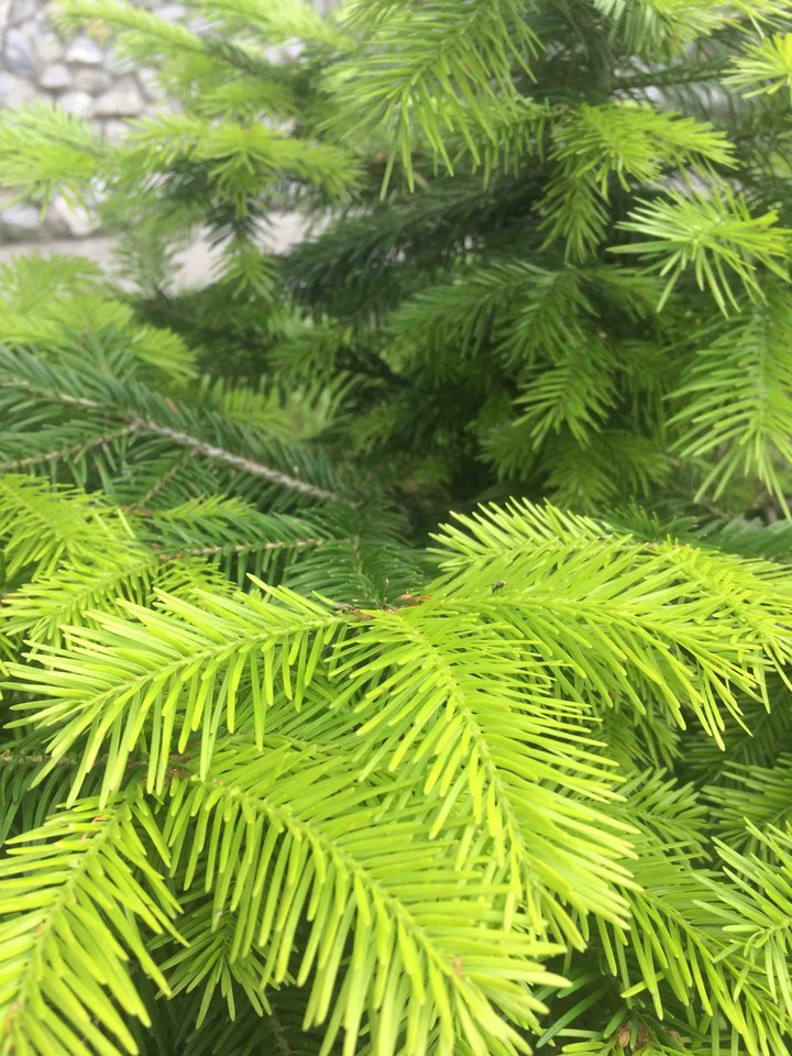 Freshness of the forest2