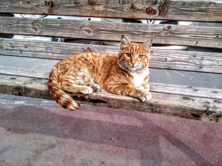 kedi