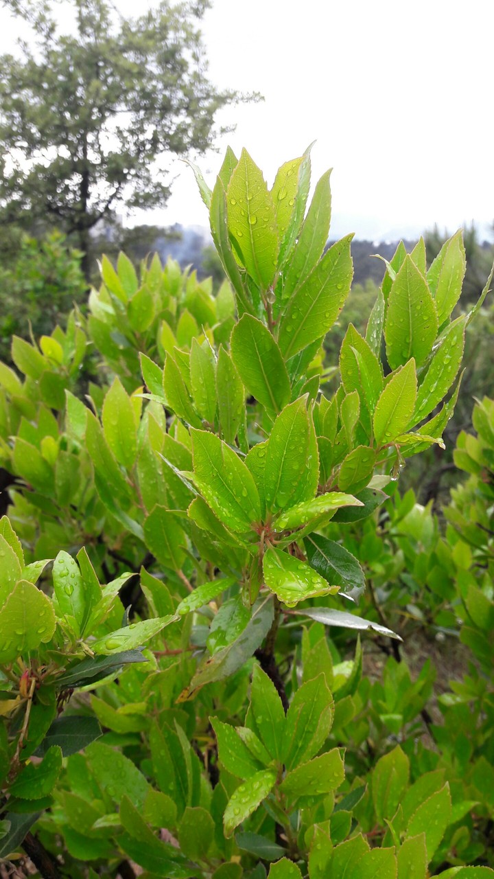 leafs