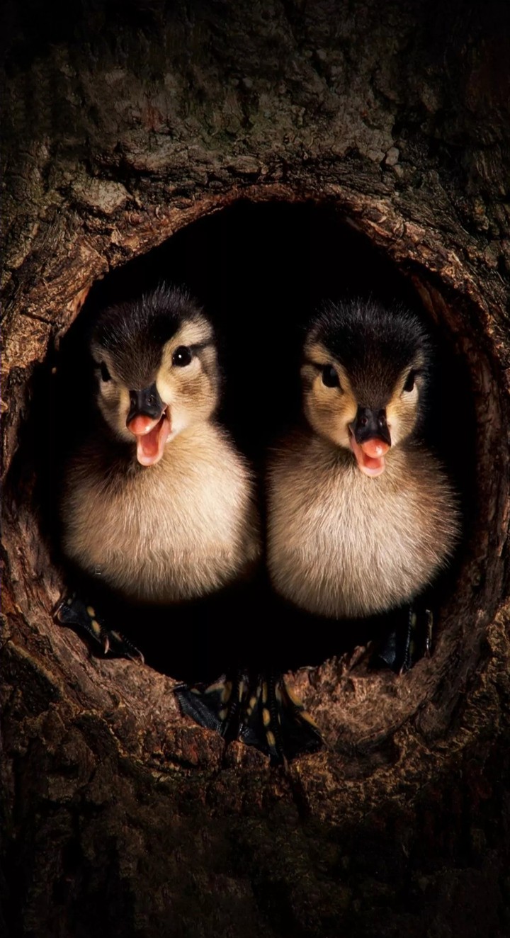 ducks