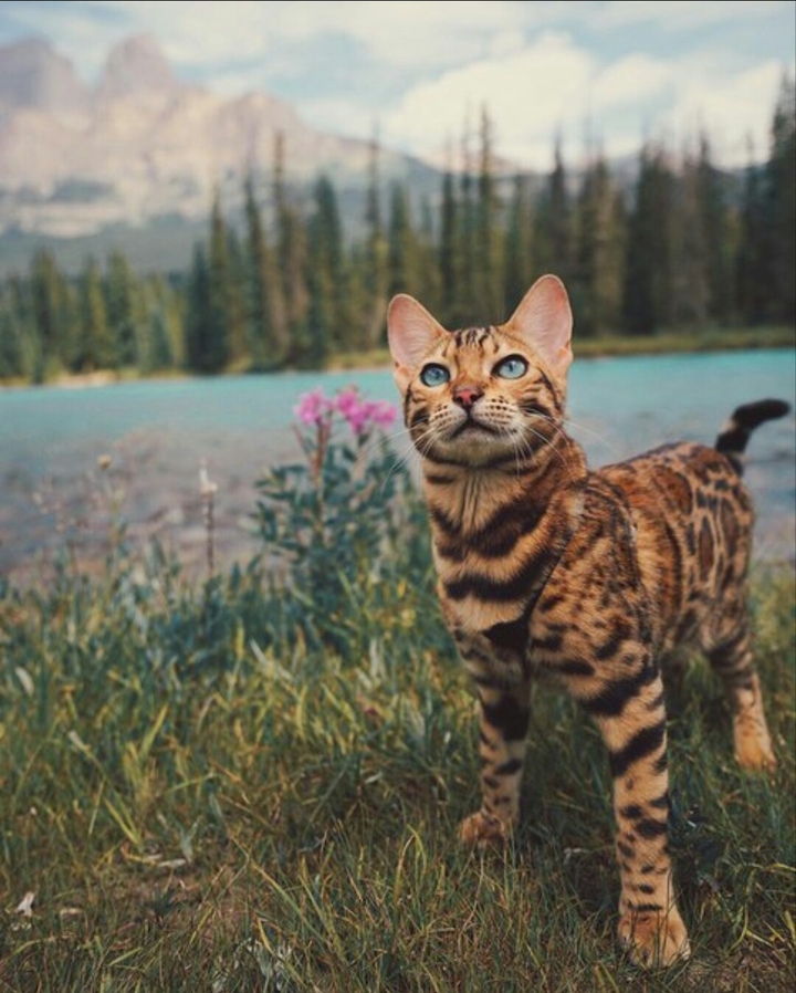 Adventure cat