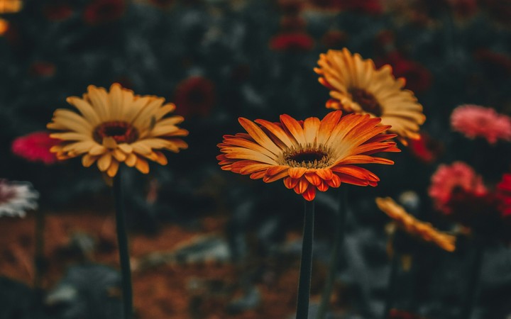 Beautiful Flowers