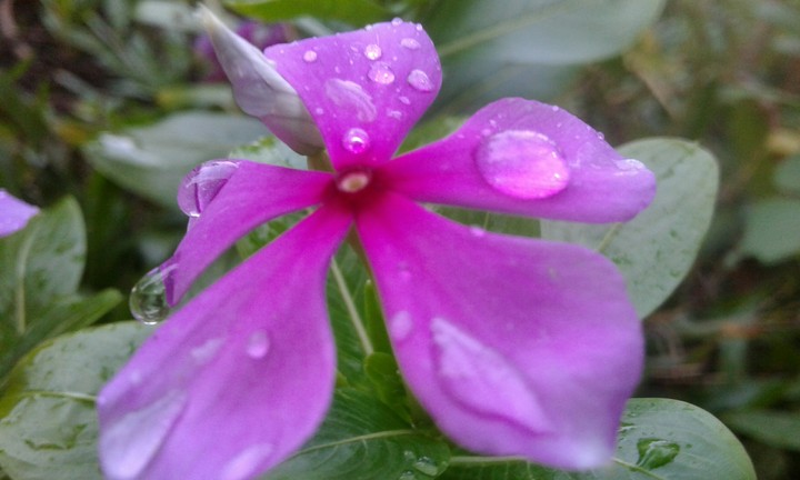 flowers