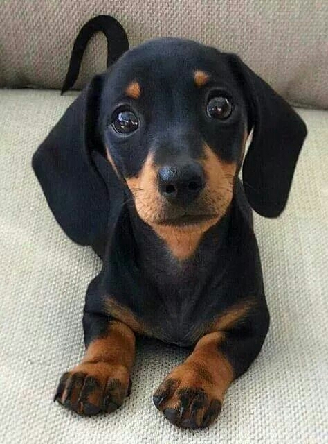 ❣