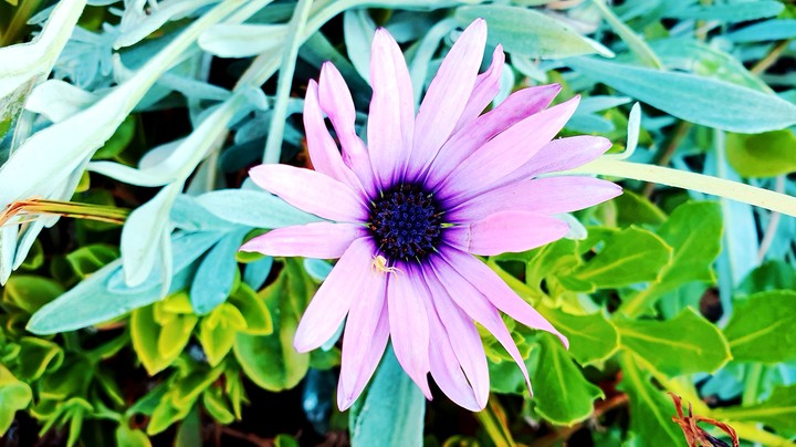 fleur