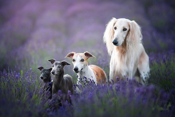 Greyhounds' gang
+ Iza Łysoń