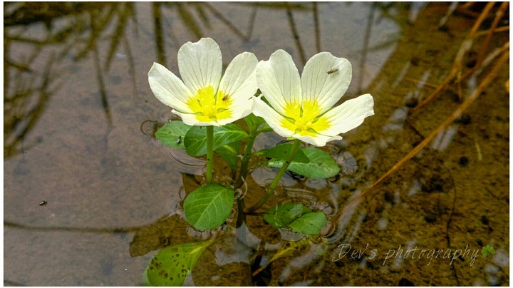 The nature coupled in love❤