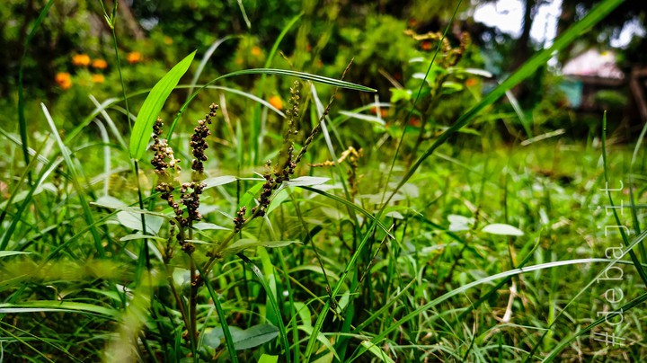 The green next to the rain