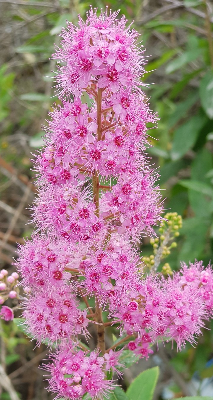 pinky bunch flower