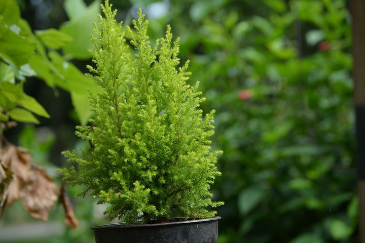 green blossom