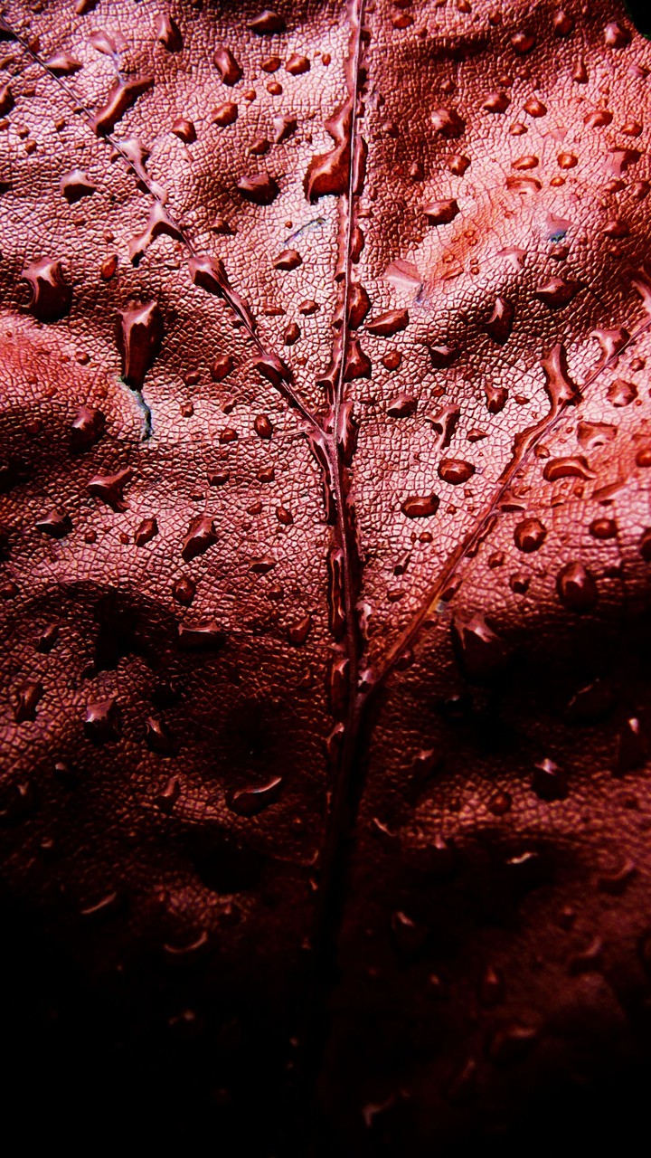 piel roja
