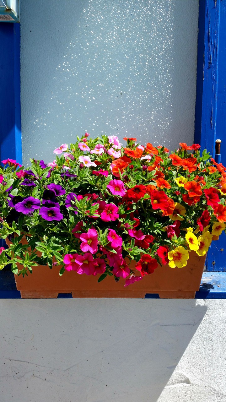 colored flowers