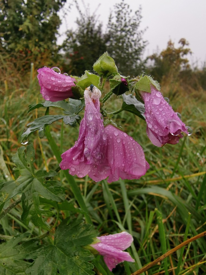 raindrops