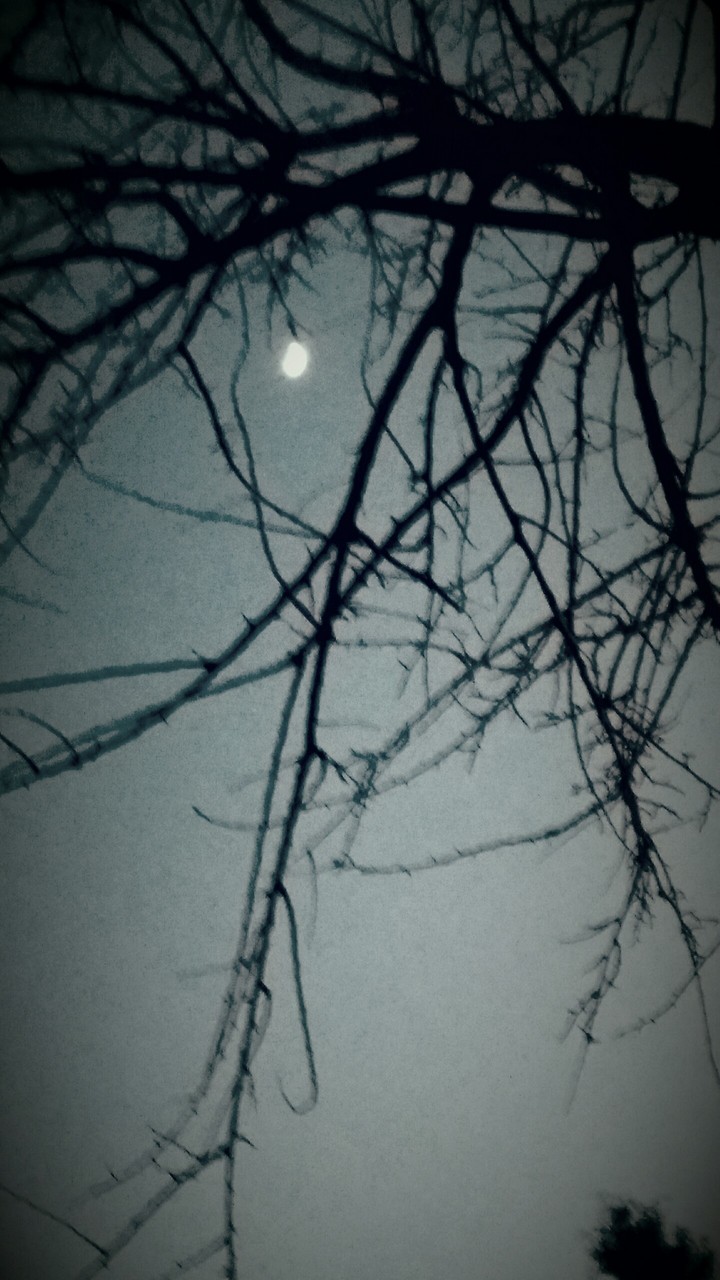the night