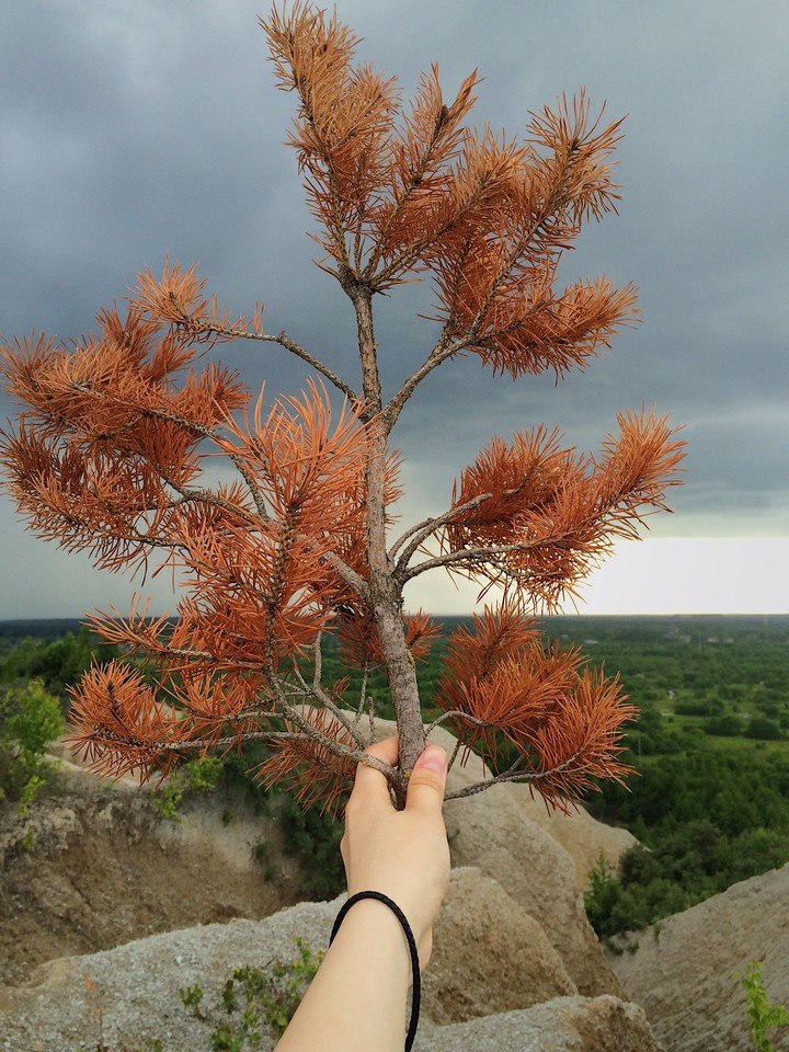 Pine