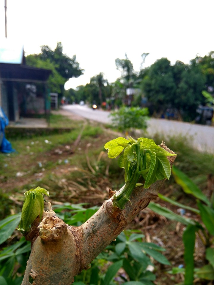 indonesia