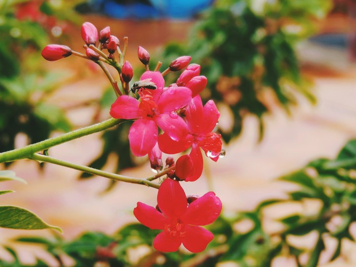 flowers