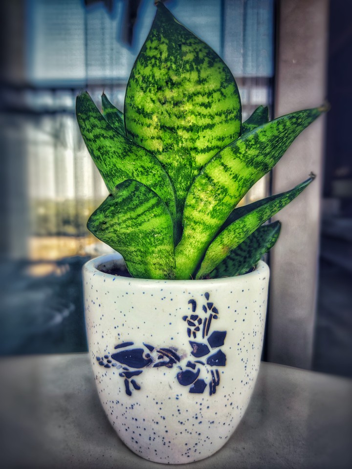 Pot Plant