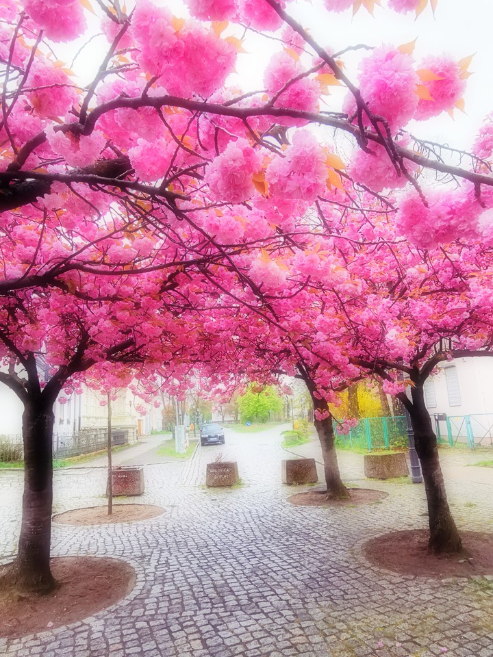 ××× cherry blossom tree ×××