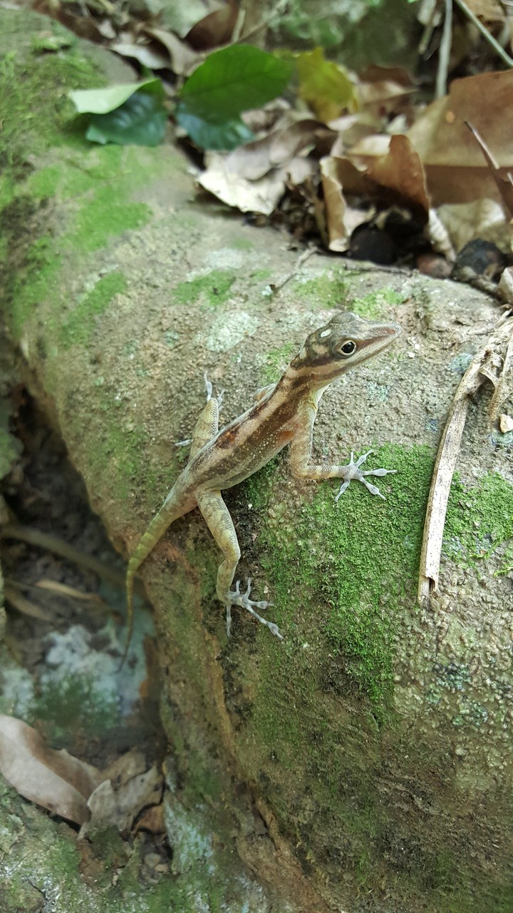 Cuban Salamander