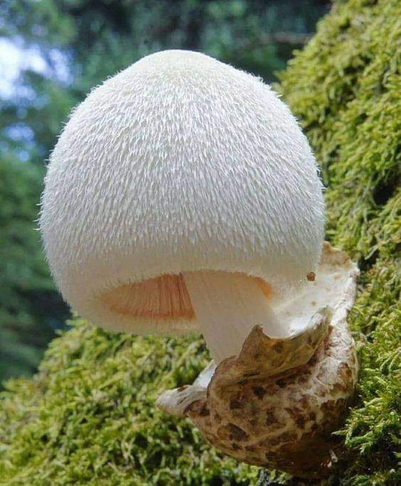 mushroom