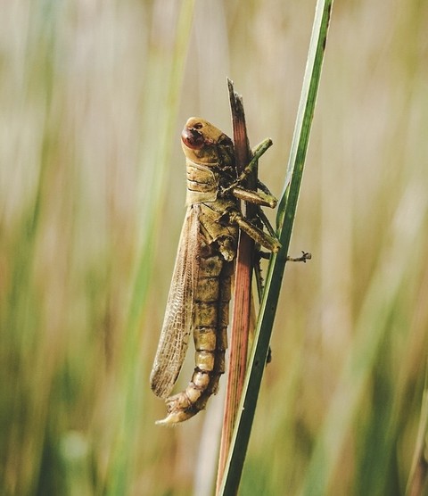 papéis de parede pest, plant