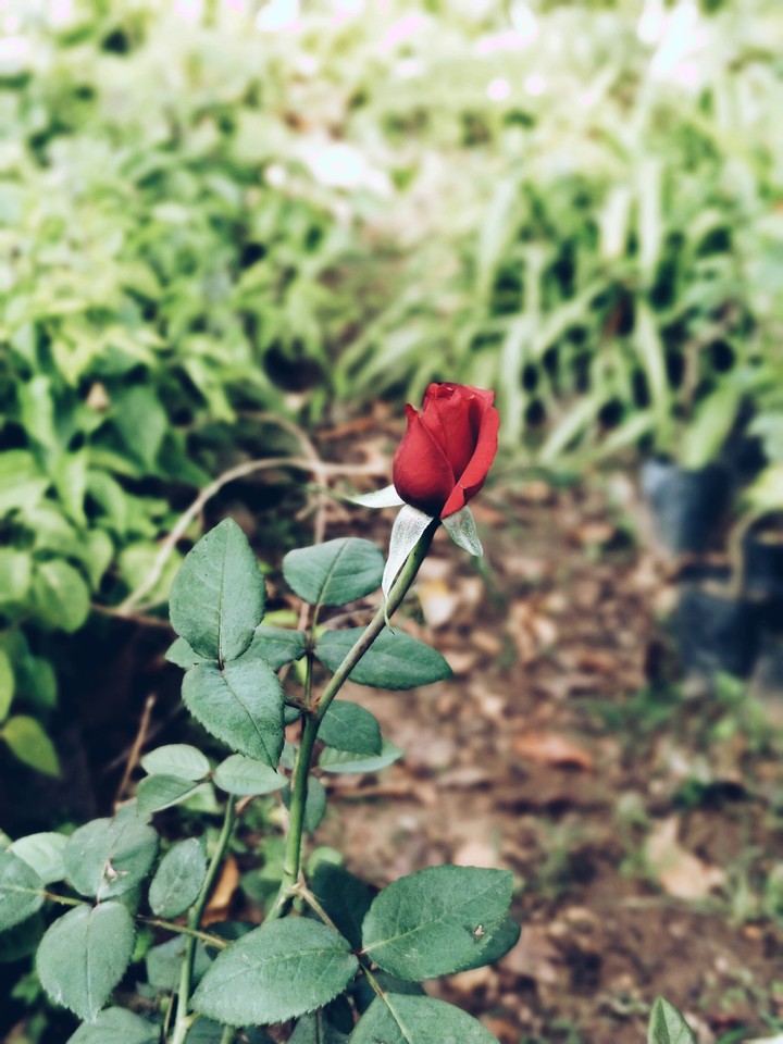 Rose