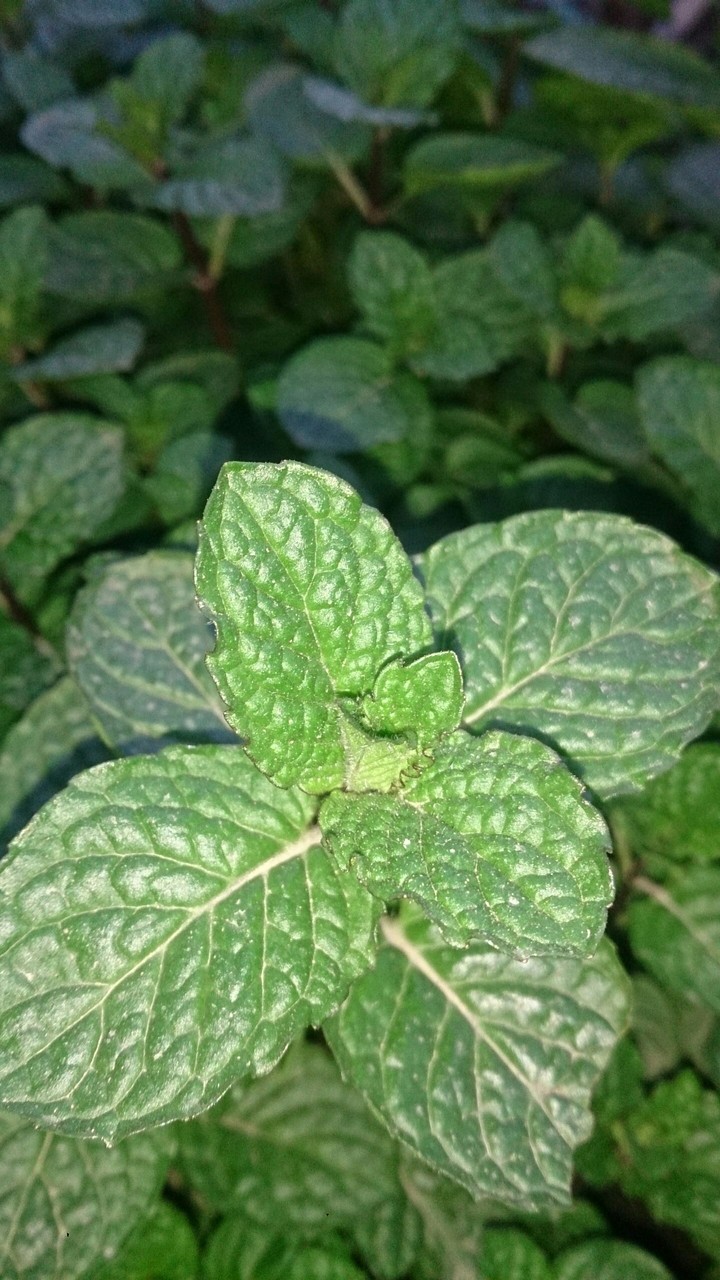 mint leafs