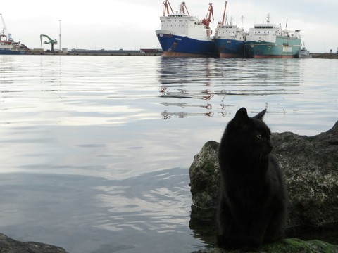 cat