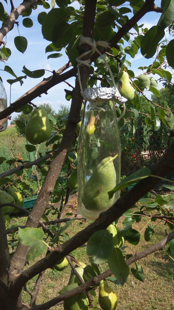 Rakija